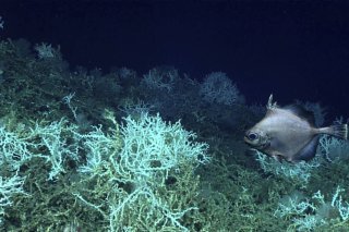 Sous l'effet du changement climatique, les coraux n'ont jamais autant blanchi (Photo d'illustration). KEYSTONE/AP NOAA Ocean Exploration